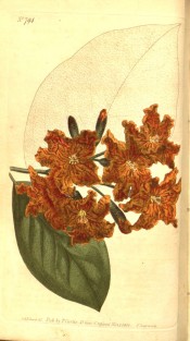 Illustrated are the ovate leaves and funnel-shaped orange-yellow flowers.  Curtis's Botanical Magazine t.794, 1804.