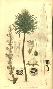 The image shows the entire tree with details of flower, fruit and leaves.  Curtis's Botanical Magazine t.2835, 1828.