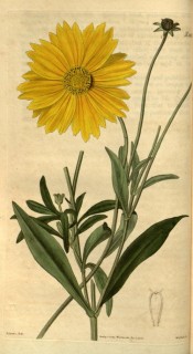 Illustrated are lance-shaped leaves and bright yellow daisy flowers.  Curtis's Botanical Magazine t.2451, 1823.