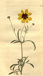 Figured is a flowering stem with yellow daisy flower, reddish in the centre.  Curtis's Botanical Magazine t.2512, 1824.