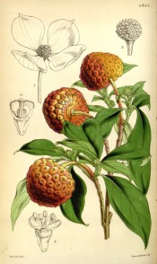 Figured are lance-shaped leaves, strawberry-like orange fruits and sketch of flower.  Curtis's Botanical Magazine t.4641, 1852.