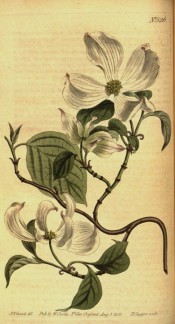 Figured are oval leaves and small greenish flowers surrounded by large white bracts.  Curtis's Botanical Magazine t.526, 1801.