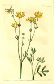 Figured are small pinnate leaves and rounded heads of yellow, pea-like flowers.  Botanical Register f.820, 1824.