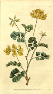 Figured are pinnate leaves and rounded heads of yellow, pea-like flowers.  Curtis's Botanical Magazine t.13, 1787.