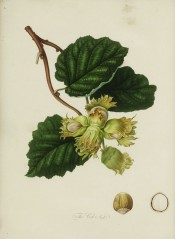 Figured are ovate, toothed leaves and cluster of roundish nuts with short husks. Pomona Londinensis vol.1, pl.49/1818.