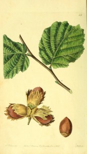 Figured are oval leaves and cluster of elongated nuts with short husks. Pomological Magazine t.55, 1829.