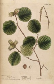 The image depicts the toothed oval leaves and ripe hazel nuts.  Blackwell pl.293, 1739.