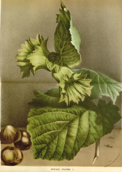 Figured are ovate leaves, frilled, green husks and ripe nuts.  FS f.2223-4, 1875.