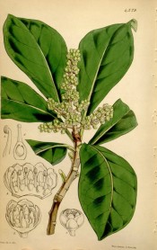 Shown are the  elliptic, deep green leaves and,panicles of tiny yellow flowers.  Curtis's Botanical Magazine t.4379, 1848.