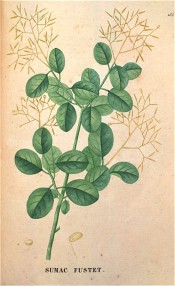 Figured are oval leaves and open, grey-green fruiting panicles.  Saint-Hilaire Tr. pl.165, 1825.