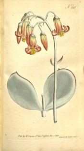 Shown are white-frosted leaves, and tubular, red, or yellowish red flowers.  Curtis's Botanical Magazine t.321, 1795.