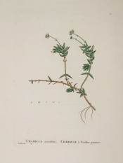 Figured is a small herb with succulent leaves and tiny yellow flowers.  Plantarum Historia succulentarum v.1 pl.2, 1799.