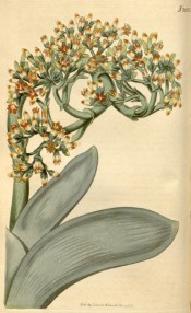 Illustrated are the sickle-shaped grey leaves and flat corymbs of scarlet flowers.  Curtis's Botanical Magazine t.2035, 1818.