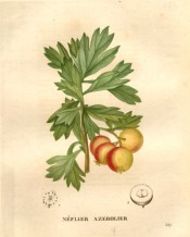 Figured are the deeply lobed leaves and yellow and red cherry-like fruits.  Saint-Hilaire pl.357, 1831.