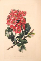 Figured is a shoot with deeply lobed leaves and racemes of small single red flowers.  Loddiges Botanical Cabinet no.1363, 1828.