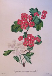 Shown are 2 forms of Hawthorn, with white double flowers and bright red single flowers. Paxton's Magazine of Botany p.198, 1834.