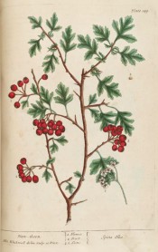 Figured is a spiny shoot with deeply cut leaves, raceme of white flowers and clusters of red berries.  Blackwell pl.149, 1737.