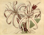 Shown are flowers with red-tinged white segments with a crimson central band.  Curtis's Botanical Magazine t.1605, 1813.