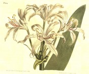 Shown are a lance-shaped leaf and flowers with white segments.  Curtis's Botanical Magazine t.1034, 1807.