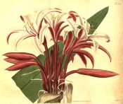 Shown is an umbel of funnel-shaped, bright rosy-red flowers, paler inside. Curtis's Botanical Magazine t.2397, 1823.