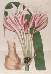 The image shows white trumpet-shaped flowers with a red central stripe on the petals.  Botanical Register f.303, 1818.