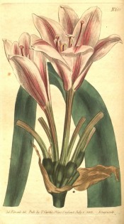 Illustrated are pink flowers, flared at the tips and with a central dark red stripe.  Curtis's Botanical Magazine t.661, 1803.