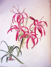 Shown are the bulb and leaves and red, funnel-shaped flowers with dark purple tips.  Loddiges Botanical Cabinet no.346, 1819.