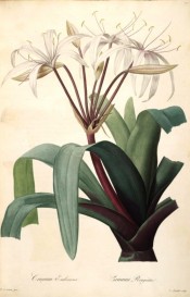 Illustrated are the narrow, curved leaves, and white to pink flowers.  Redouté Liliacées pl.27, 1802-1815.