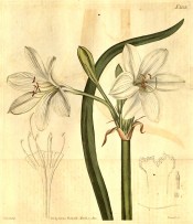 Illustrated are the long narrow leaves, and white flowers.  Curtis's Botanical Magazine t.2133, 1820.