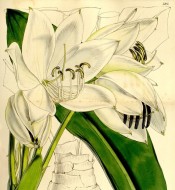 Shown are leaves and large, white cup-shaped flowers.  Curtis's Botanical Magazine t.5205, 1860.