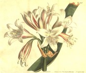 Shown are a leaf and umbel of white trumpet-shaped flowers with a red central stripe.  Curtis's Botanical Magazine t.1178, 1809.