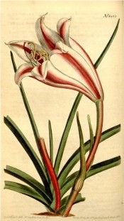 The image depicts a flask-shaped white flower with bright red stripe on each segment.  Curtis's Botanical Magazine t.1253, 1810.