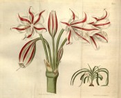 Shown are white trumpet-shaped flowers, each petal with a red central stripe.  Curtis's Botanical Magazine t.2180, 1820.