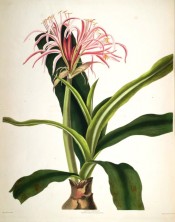 The image shows a robust scape, the flowers with narrow, pinkish, red-striped segments.  Bury pl.30, 1831-34.