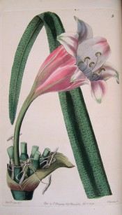 The image depicts a funnel-shaped flower, pink outside, white, shaded pink inside.  Botanical Register f.9, 1844.