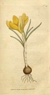 Shown are corm, grey-green linear leaves and funnel-shaped bright yellow flowers.  Curtis's Botanical Magazine t.45, 1786.