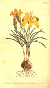 Shown are corm, grey-green linear leaves and funnel-shaped orange-yellow flowers.  Curtis's Botanical Magazine t.652, 1803.