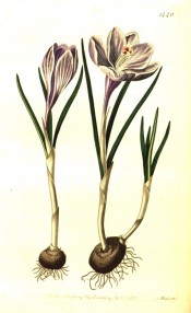 Shown are corm, green linear leaves and funnel-shaped purple, white striped flowers.  Botanical Register f.1440, 1831.