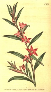Figured are narrow elliptic leaves and starry pink flowers.  Curtis's Botanical Magazine t.989, 1806.