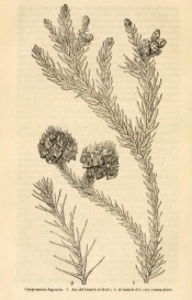 The figure is an uncoloured lithograph of leaves and cones.  Journal of the Horticultural Society p.57/1846.