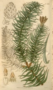 The image shows leaves and male and female cones.  Curtis's botanical Magazine t.2743, 1827.