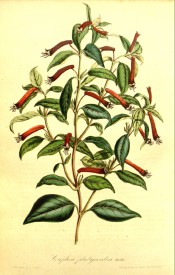 Figured are ovate, pointed leaves and slender, tubular red flowers. Flore des Serres pl.8, p.180, 1846.