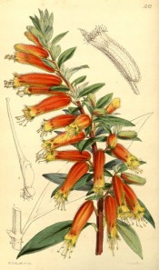 Shown are the lance-shaped leaves and red flowers, yellowish at the apex.  Curtis's Botanical Magazine t.5232, 1861.