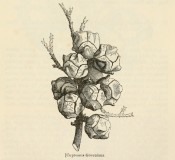 The figure is a lithograph of a shoot with leaves and cones.  Journal of the Horticultural Society of London iv p.295, 1849.