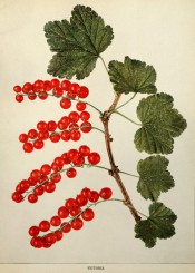 Figured is a fruiting shoot showing lobed leaves and several bunches of red fruit. Small Fruits of New York p.297, 1825.