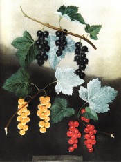 Figured are 3 bunches of currants, black, white, yellow in the picture, and red. Pomona Britannica pl.5, 1812.