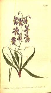 Depicted are the lance-shaped leaves and a spindly stem with small violet flowers.  Curtis's Botanical Magazine t.568, 1802.