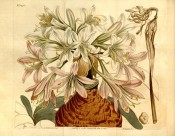 The image shows a large bulb and umbel of white to pink, funnel-shaped flowers.  Curtis's Botanical Magazine t.1443, 1812.