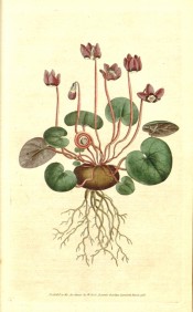 The image shows the corm, heart-shaped leaves and pink, red-shaded, reflexed flowers.  Curtis's Botanical Magazine t.4, 1787.