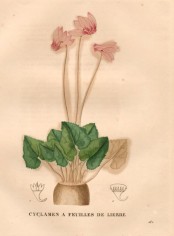 The image shows part of a corm, leaves and the red-pink flowers.  Saint-Hilaire pl.161, 1829.